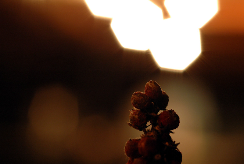 Illustration for article titled Shooting Challenge: Bokeh, Gallery 1